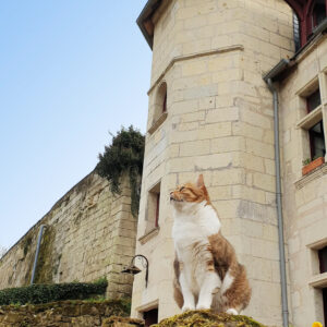 Chat devant le Castel du Petit Hureau