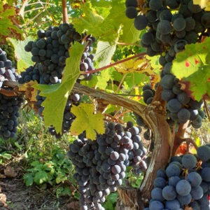 Vignes et grappes de raisins